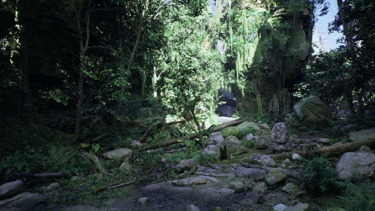 Lush green forest with rocky terrain and sunlight filtering through trees