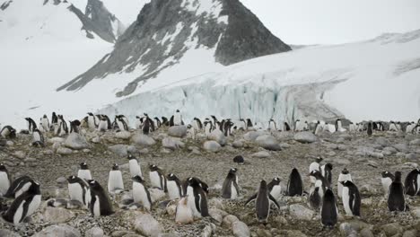 Cámara-Moviéndose-A-Lo-Largo-De-Una-Gran-Colonia-De-Pingüinos-Frente-A-Un-Impresionante-Glaciar-En-La-Antártida