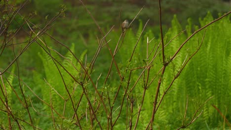 Kleine-Weiße-Zaunkönigsgrasmücke,-Prinia-Inornata,-Die-Auf-Einem-Kahlen-Zweig-In-Feuchtem-Graslandgestrüpp-Im-Tiefland-Sitzt