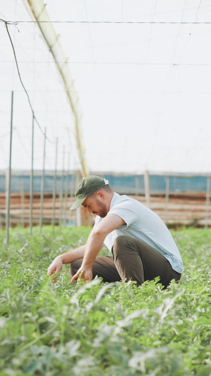 Farmer examining watermelon plants in greenhouse