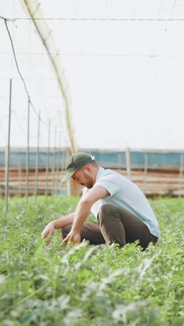 farmer examining watermelon plants in greenhouse