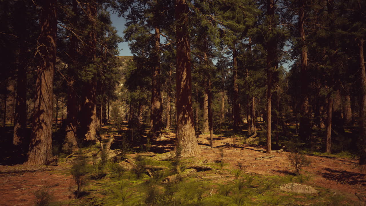 paisaje forestal con árboles altos
