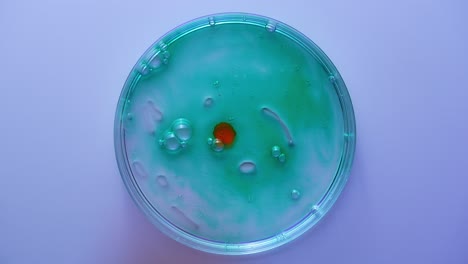 petri dish with colorful liquid and bubbles closeup top view of a petri dish a drop of red reagent drips and spreads in a transparent liquid or gel with green streaks creating patterns on the surface lab research cosmetology beauty laboratory concept