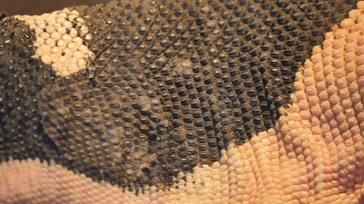 Reptile scales and skin under warm light