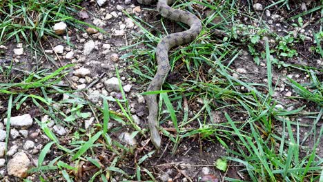 static video of a diamondback water snake nerodia rhombifer in grass and gravel