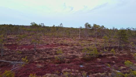 Moody-European-swampland-on-cold-winter-day,-motion-backward