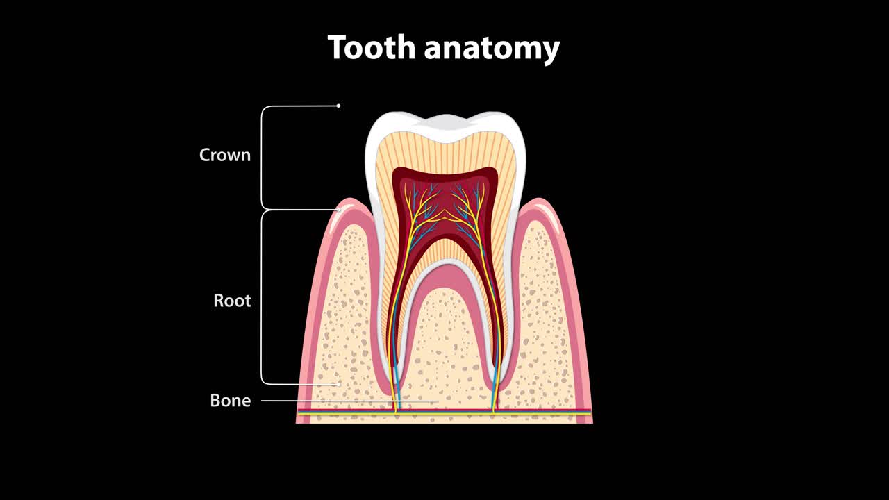Cross-sectional tooth illustration gradually adds anatomical labels, highlighting enamel, dentin, pulp, gum, root canal, and blood vessels on a black background