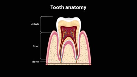 cross-sectional tooth illustration gradually adds anatomical labels, highlighting enamel, dentin, pulp, gum, root canal, and blood vessels on a black background