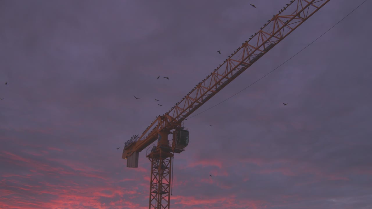 cuervos volando sobre una grúa en el sitio de construcción a la luz dorada de una puesta de sol