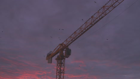 crows flying over a crane at construction site in the golden light of a sunset