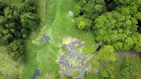 aerial drone above a beautiful green swamp wetlands with dense forests surrounding algae blooms and lily covered water, birds eye, top down view