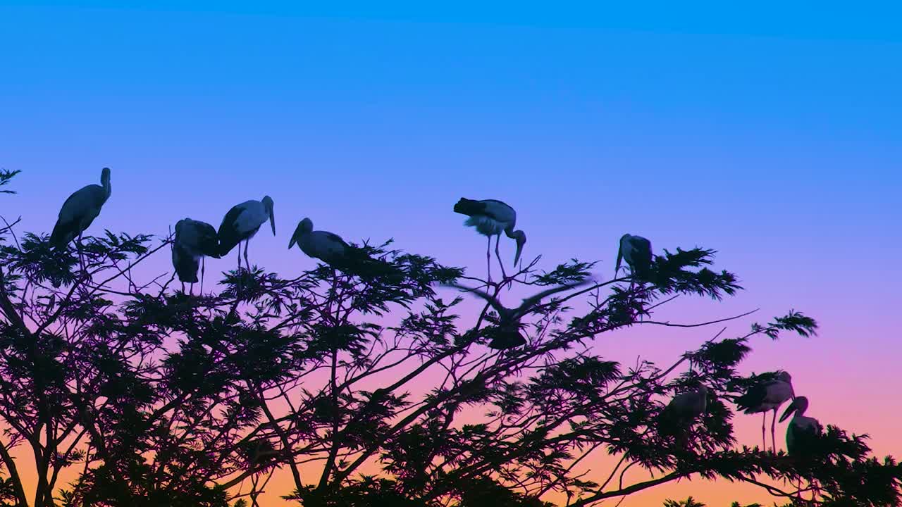bandada de cigüeñas sentadas en un árbol al atardecer con espacio de copia, algunos abren sus alas, llegan o vuelan