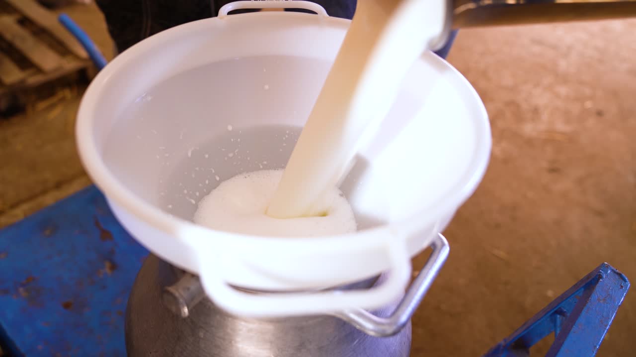 Dairy goat farmer pours fresh milk from collection container into stainless steel storage jar through funnel.
