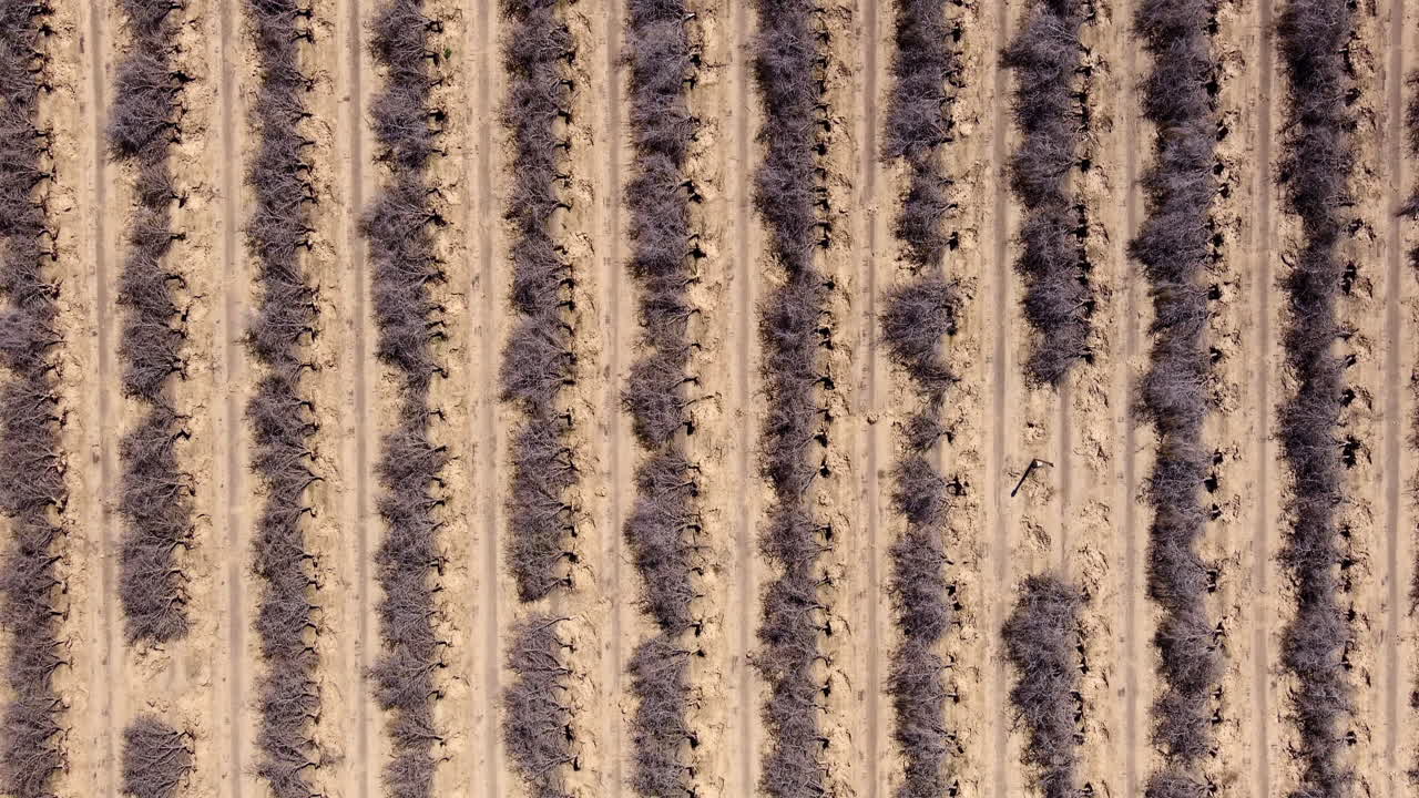 Aerial top down, dead orchard trees at a plantation caused by dought from global warming