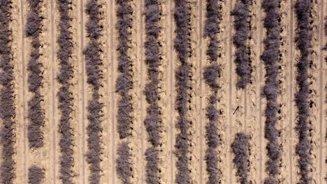 Aerial-top-down,-dead-orchard-trees-at-a-plantation-caused-by-dought-from-global-warming