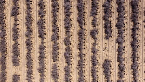 aerial top down, dead orchard trees at a plantation caused by dought from global warming