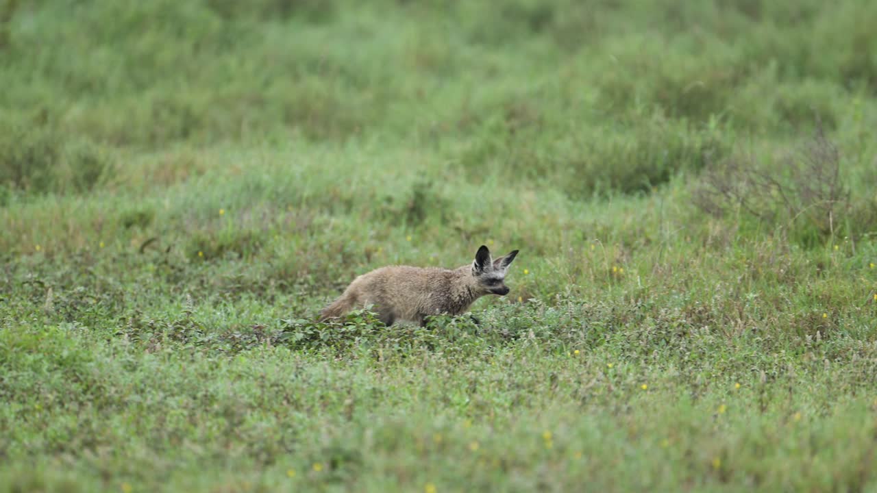 탄자니아의 세렌게티 국립공원 (serengeti national park) 에서 어리 여우 (bat-eared fox) 는 아프리카의 야생 동물 사파리 (african wildlife safari) 에서 평야의 풍경, 긴 풀에서 산책, 특이한 희귀 동물 만남,