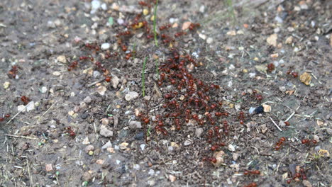 este es un video de hormigas cosechadoras rojas alrededor de su nido