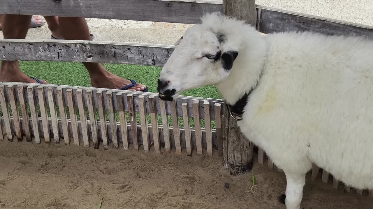애완 동물원 에 있는 양 들