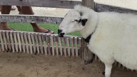 ovejas en un zoológico