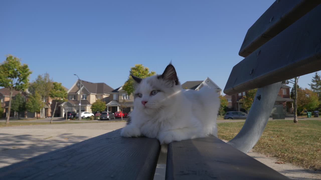 gato blanco de gran ángulo descansando en un banco en el patio de recreo urbano en la sombra de un día soleado