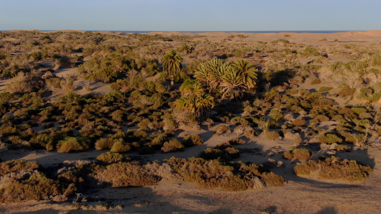 vista aérea en órbita sobre un palmeral ubicado en las dunas de maspalomas y durante la puesta de sol