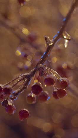 las bayas de invierno cubiertas de helada cuelgan delicadamente de las ramas heladas, brillando bajo la cálida luz dorada durante una noche serena, con un suave bokeh en el fondo