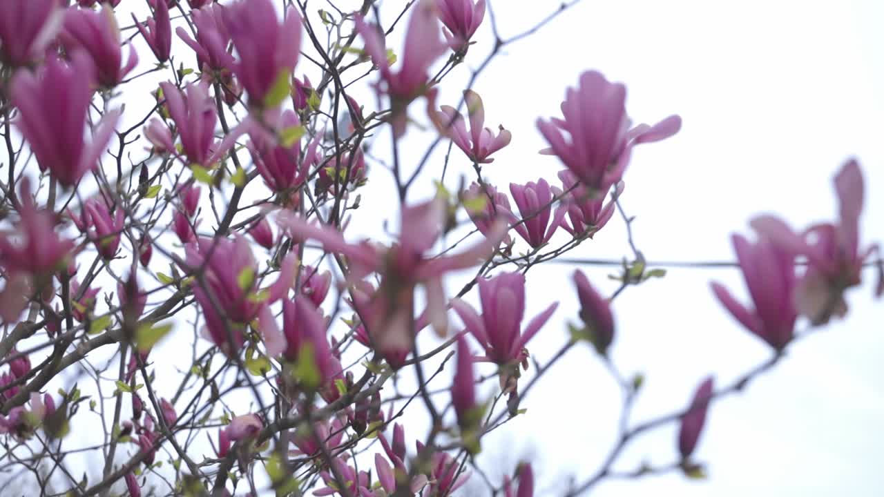 Flowering Magnolia Tree Covered In Beautiful And Delicate Pink Magnolia Flowers At Springtime. - medium shot