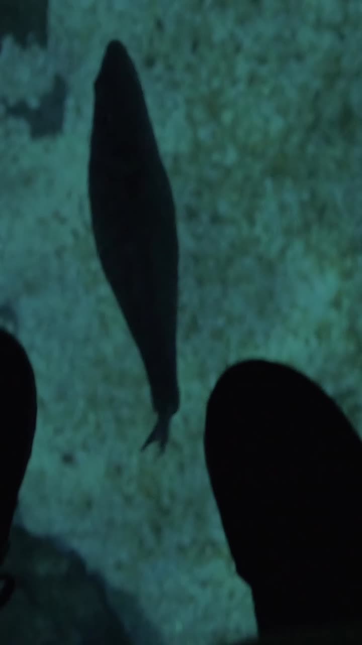 Fish Silhouette Swimming Over Textured Underwater Bottom
