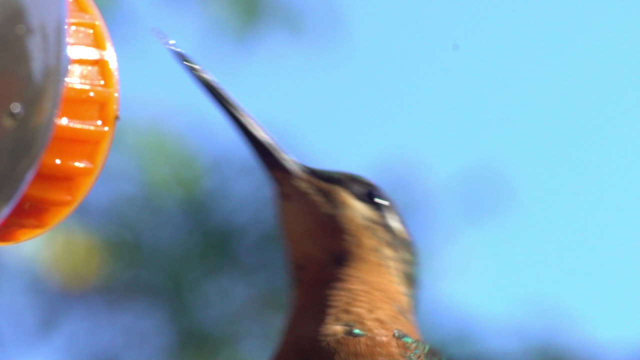 el colibrí bebe néctar de una botella preparada para estos animales con agua y azúcar
