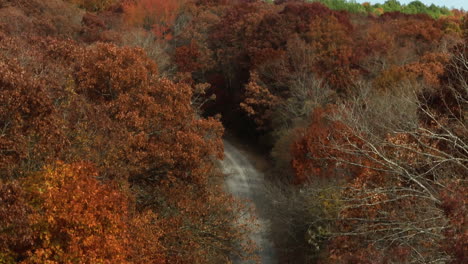 road in the middle of forest in autumn - aerial drone shot