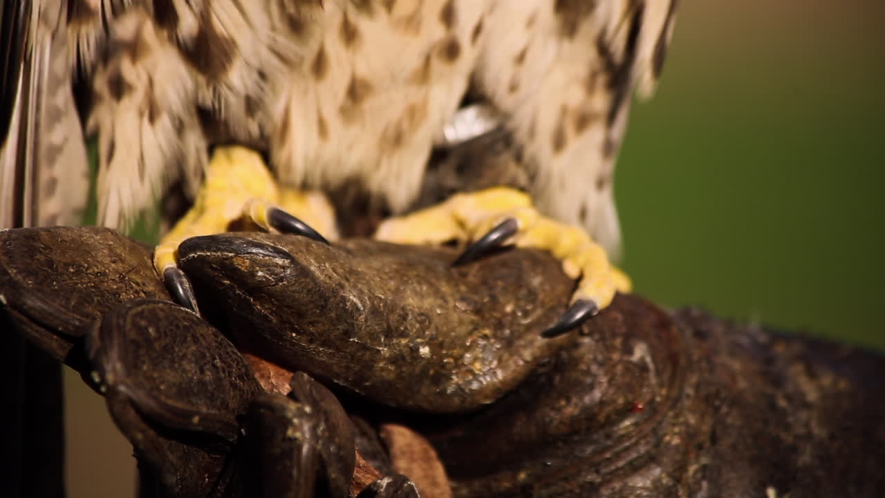 Falco adulto sano appollaiato su un guanto di cuoio protettivo, falconeria, panoramica verso il basso.