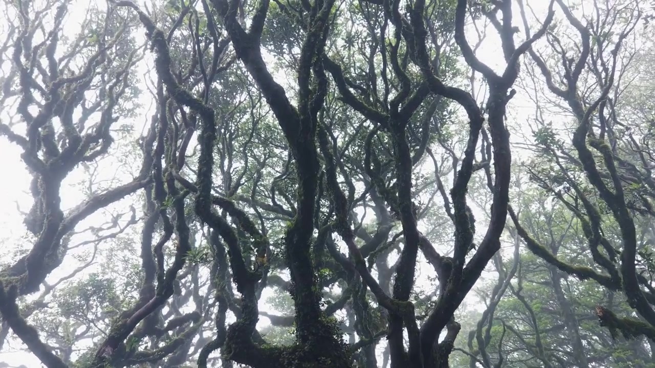 Primeval forest in the hilly region around Ta Xua, Vietnam