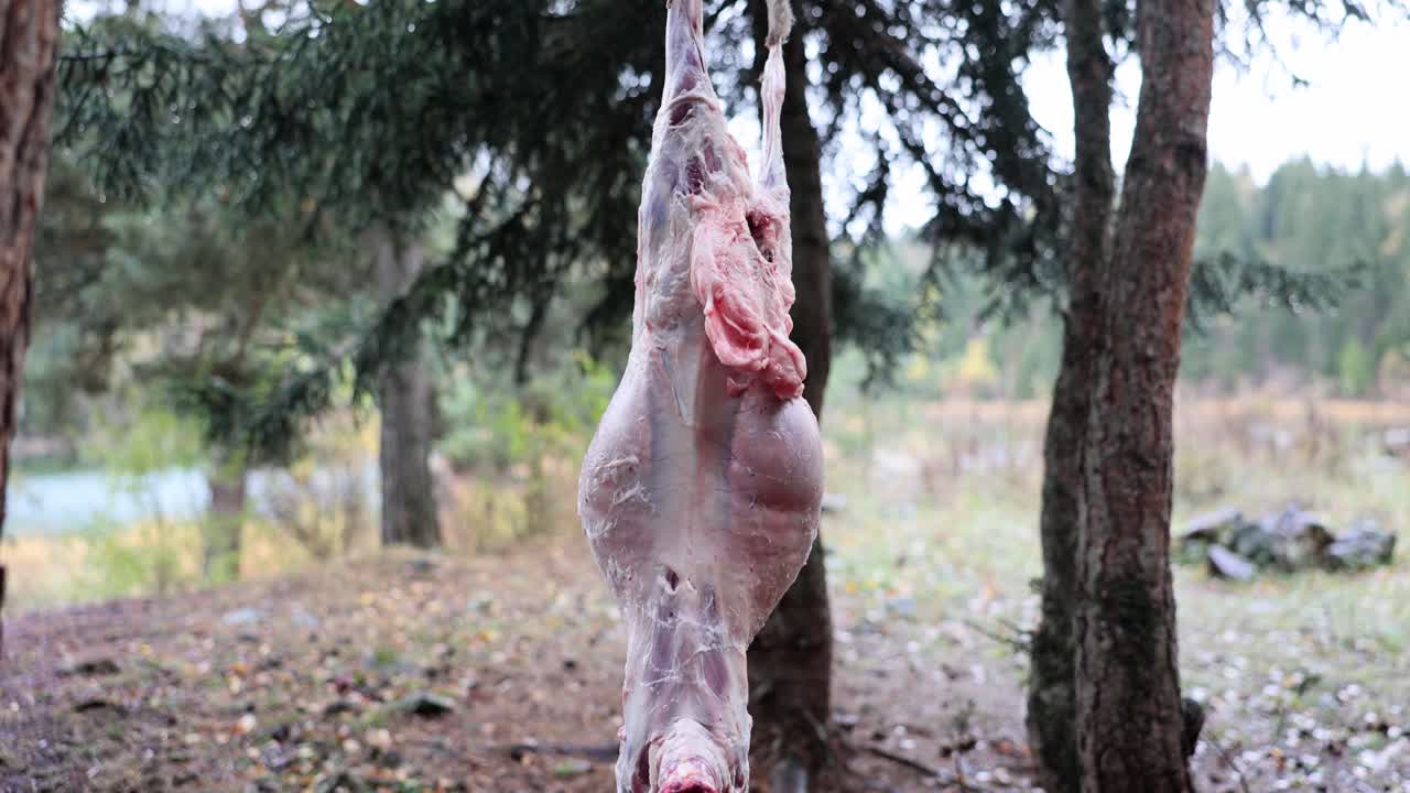 Meat of lamb carcass hung on tree