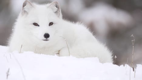 zorro ártico con ojos amarillos mira fijamente a la cámara en una nevada