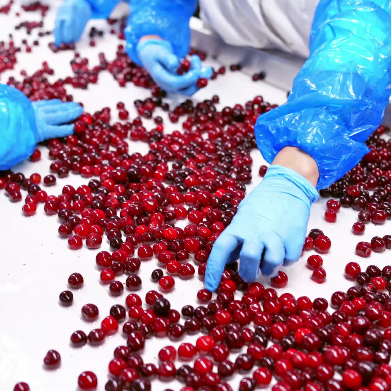 Berry Move Along the Conveyor