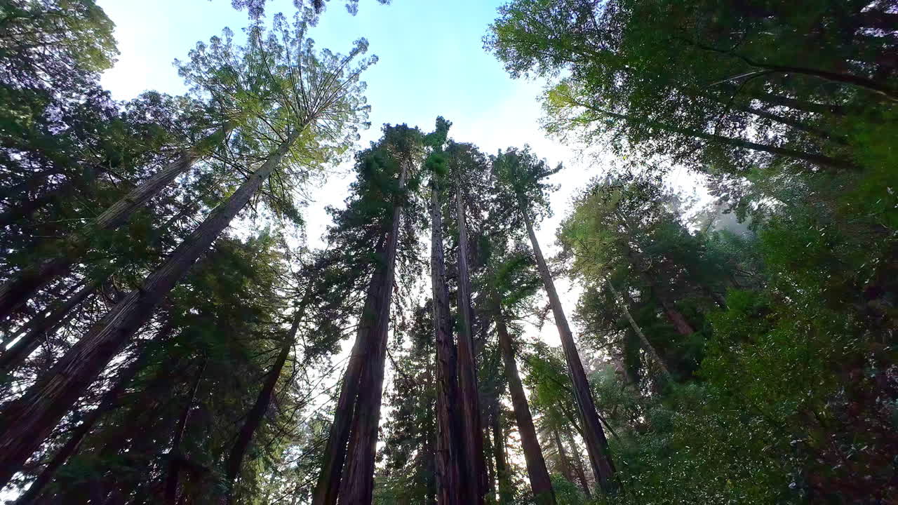 árboles del bosque de redwood en el monumento nacional de muir woods con una perspectiva de inclinación hacia arriba panorámica hacia abajo