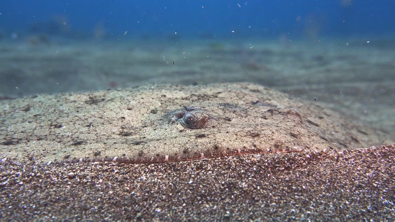 Et nærbillede af en nyfødt glat Gymnura altavela, der hviler på den sandede havbund