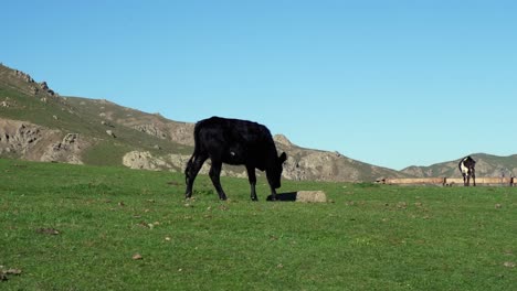 black cow walks on green grass pasture in talysh mountains, azerbaijan