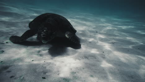 Frontal-orbit-around-large-turtle-silhouette-crawling-on-white-sandy-bottom-of-ocean