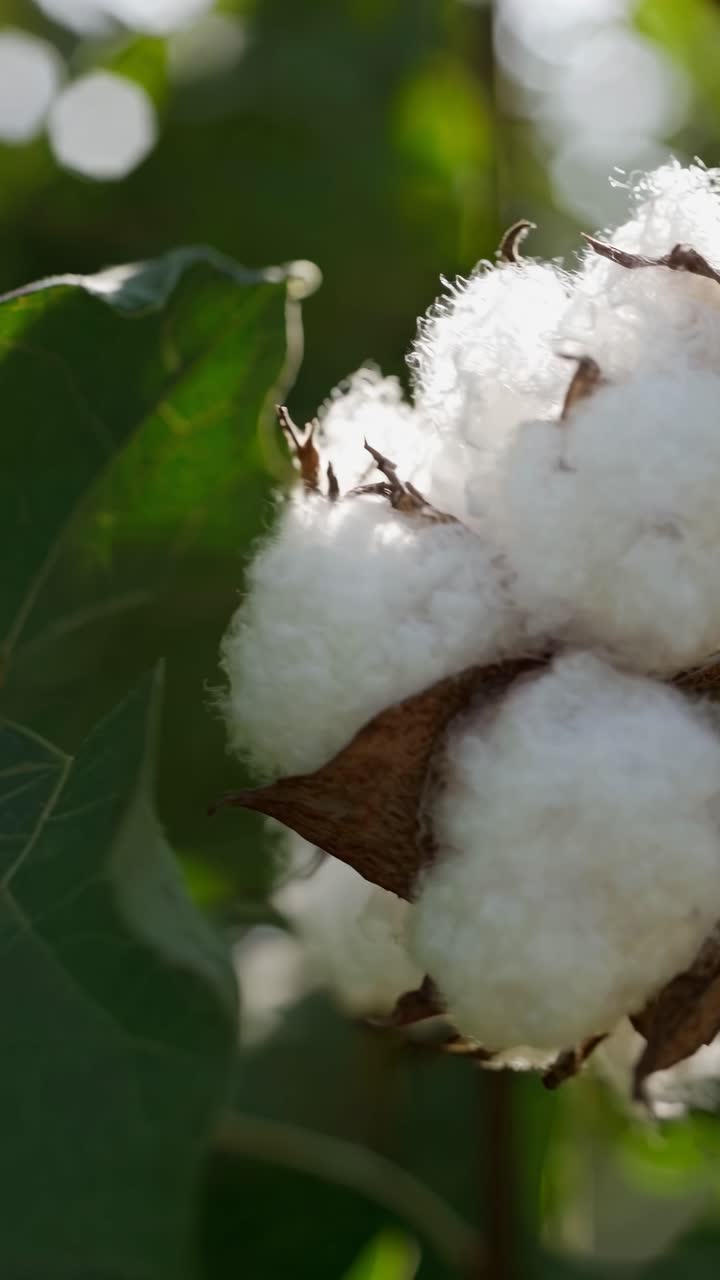 Close-up video of a cotton plant in natural light, capturing fluffy white bolls against green