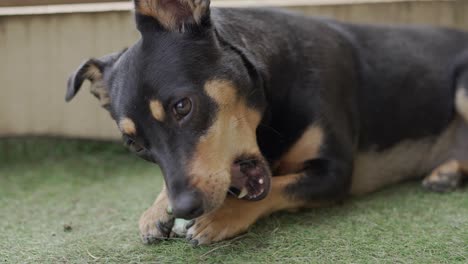 un lindo perro cazador acostado en el césped artificial masticando un regalo de hueso de menta