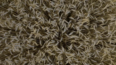 aerial view of a golden wheat field