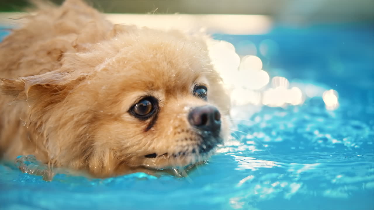 Pomeranian spitz dog swimming in a pool. Hot weather