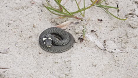 A-Grass-Snake-resting-in-a-Sandy-Habitat---Close-Up