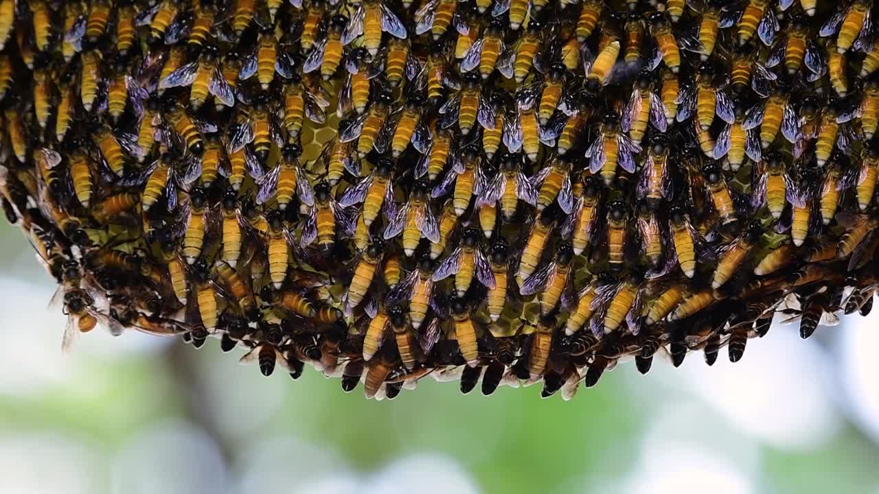 se sabe que las abejas melíferas gigantes construyen grandes colonias de nidos con bolsillos simétricos hechos de cera para almacenar miel como fuente de alimento.