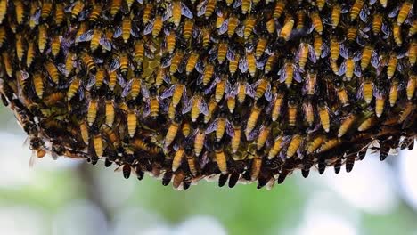 巨型蜜蜂 (giant honey bees) 建立了巨大的巢穴, 裡面有對稱的<unk>袋, 用來儲存蜂蜜作為食物來源.