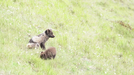 Mom-and-polar-fox-cub-sitting-on-green-grass,-watching-and-exploring-area