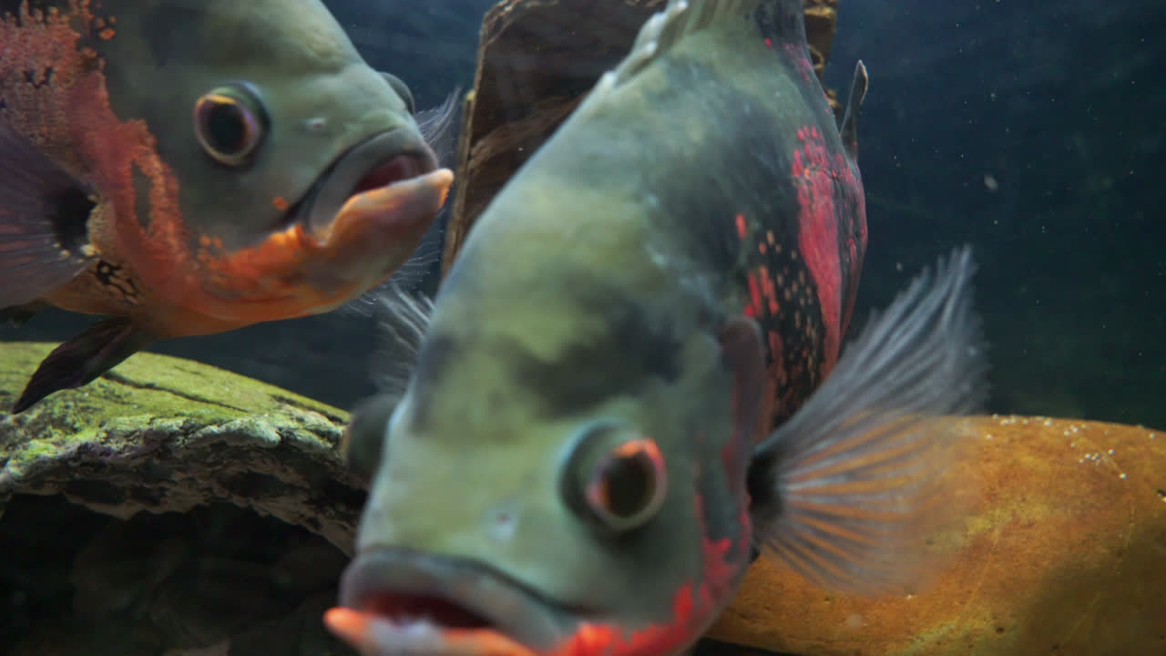 수족관 어항의 물고기