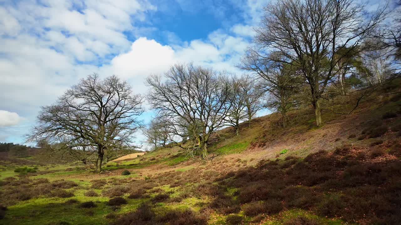 Nøgne træer på bakket hede på en solrig dag i Veluwe, Holland.
